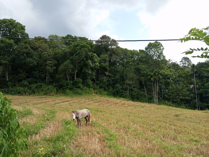 House  Near Uva Wellassa University